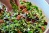 Семена Здоровья клад Моя микрозелень Кресс-салат 75гр