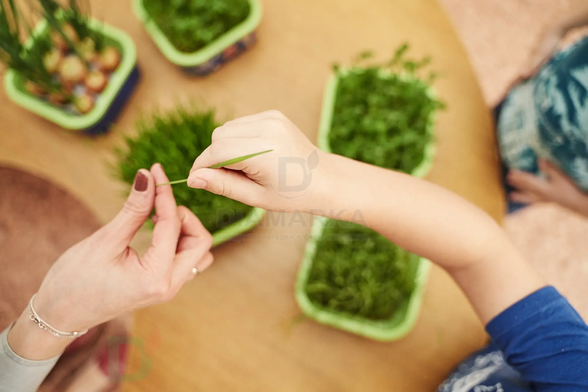 Проращиватель Космогрядка для детей Здоровья клад